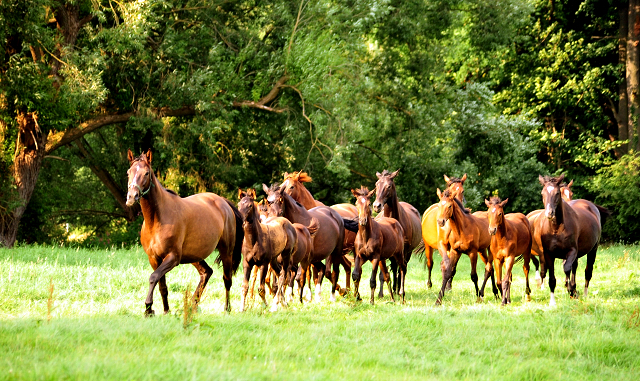  Foto: Beate Langels -  
Trakehner Gestt Hmelschenburg