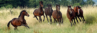 Zweijhrige Hengste im Trakehner Gestt Hmelschenburg