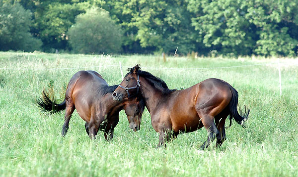 Zweijhrige Trakehner Hengste, Gestt Hmelschenburg 26.06.2008