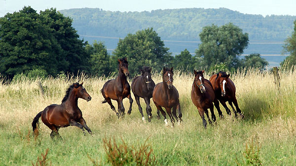 Zweijhrige Trakehner Hengste, Gestt Hmelschenburg 26.06.2008