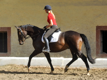 6. September 2011 - Foto: Beate Langels - Trakehner Gestt Hmelschenburg