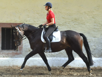 6. September 2011 - Foto: Beate Langels - Trakehner Gestt Hmelschenburg