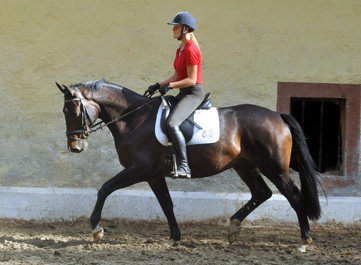 6. September 2011 - Foto: Beate Langels - Trakehner Gestt Hmelschenburg