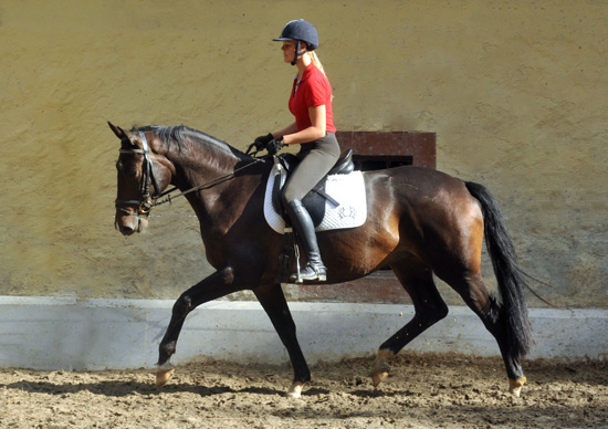 6. September 2011 - Foto: Beate Langels - Trakehner Gestt Hmelschenburg