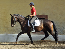 Trakehner von Kostolany u.d. Olympia v. Le Duc, Foto: Beate Langels Gestt Hmelschenburg