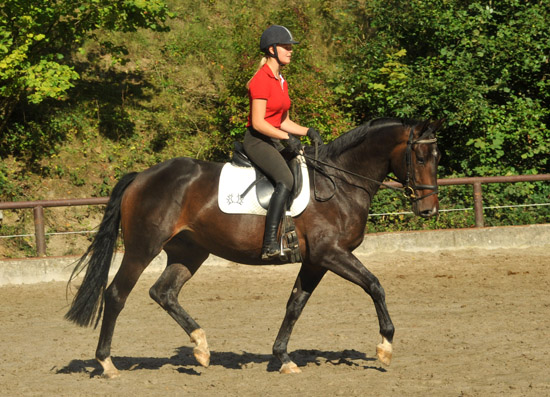 6. September 2011 - Foto: Beate Langels - Trakehner Gestt Hmelschenburg