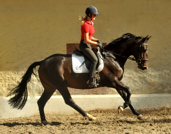 6. September 2011 - Foto: Beate Langels - Trakehner Gestt Hmelschenburg