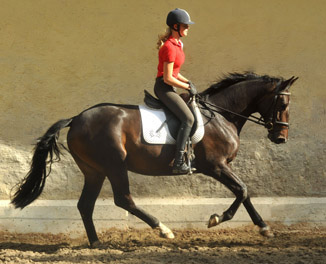 6. September 2011 - Foto: Beate Langels - Trakehner Gestt Hmelschenburg