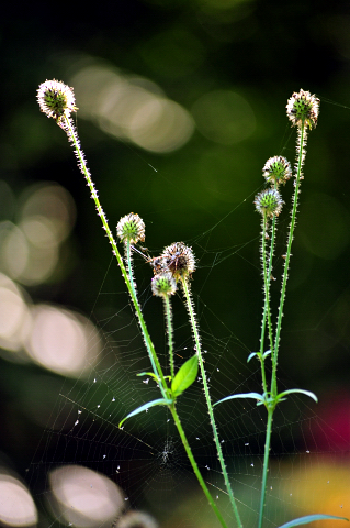 Altweibersommer im Weserbergland - Gestt Hmelschenburg - copyright by Beate Langels