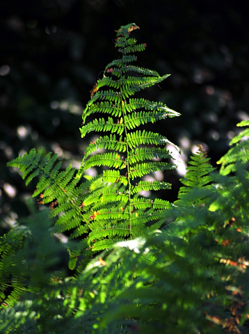 Altweibersommer im Weserbergland - Gestt Hmelschenburg - copyright by Beate Langels