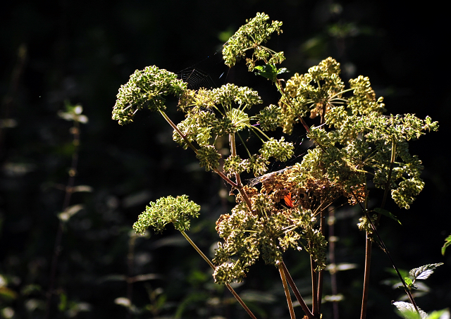 Altweibersommer im Weserbergland - Gestt Hmelschenburg - copyright by Beate Langels