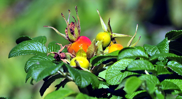 Altweibersommer im Weserbergland - Gestt Hmelschenburg - copyright by Beate Langels