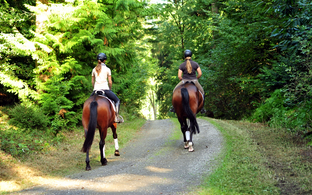 Ausritt mit Klassic Touch und dem 4jhrigen v. Saint Cyr x Guendalina - Gestt Hmelschenburg - copyright by Beate Langels