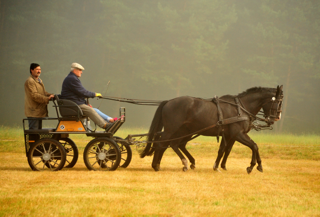 Schwalbenprinz v. Kostolany und Apollo v. Ruffian Reef xx aus dem Gestt Hmelschenburg - gefahren von Heinrich Freiherr von Senden
 - copyright by Beate Langels