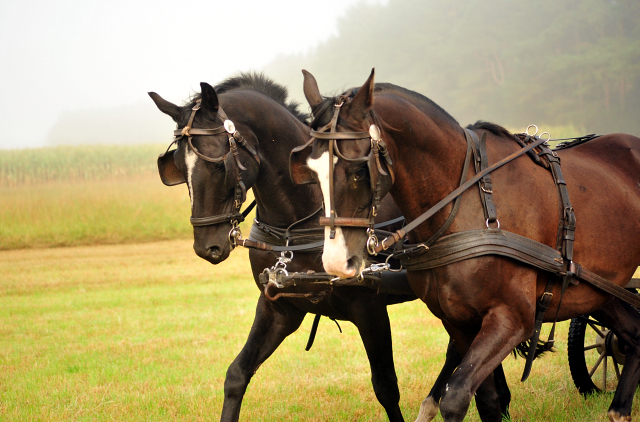 Schwalbenprinz v. Kostolany und Apollo v. Ruffian Reef xx aus dem Gestt Hmelschenburg - gefahren von Heinrich Freiherr von Senden
 - copyright by Beate Langels