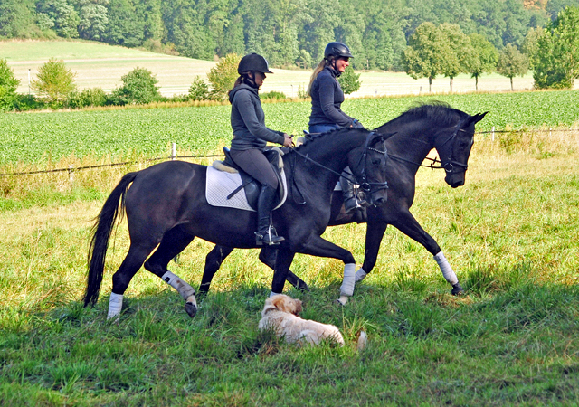 Dreijhrige Stute von De Niro x Totilas und Valentine v. High Motion - Foto: Beate Langels