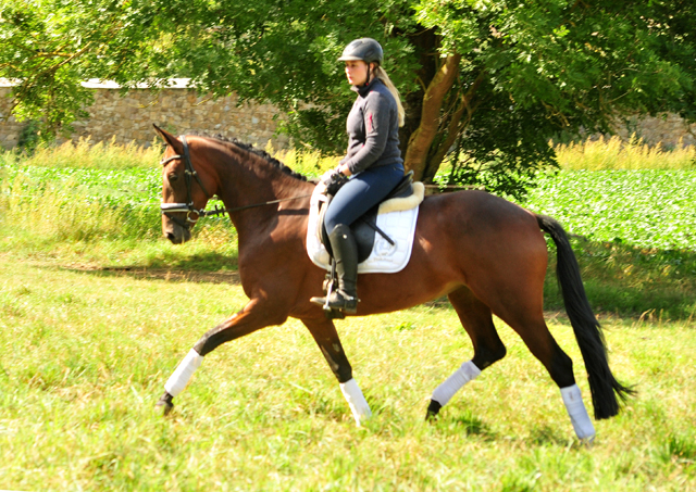 Prmienanwrterin Valenta - Trakehner Gestt Hmelschenburg - Beate Langels