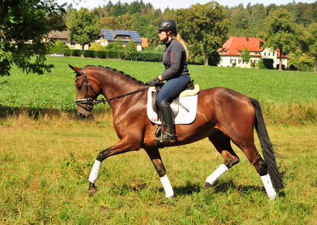 Prmienanwrterin Valenta - Trakehner Gestt Hmelschenburg - Beate Langels