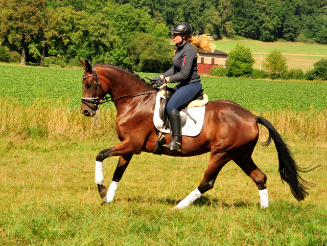 Prmienanwrterin Valenta - Trakehner Gestt Hmelschenburg - Beate Langels