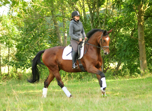 Schwalbenland - Trakehner Gestt Hmelschenburg - Beate Langels