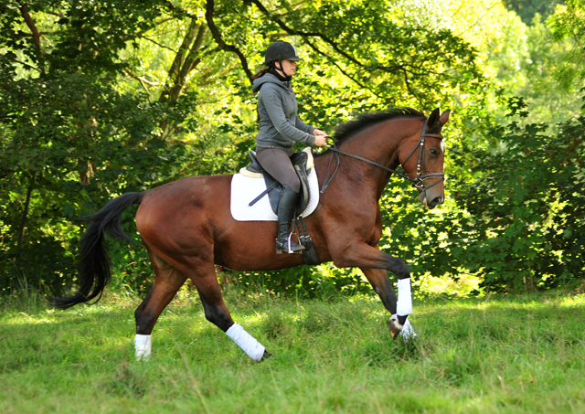 Schwalbenland - Trakehner Gestt Hmelschenburg - Beate Langels