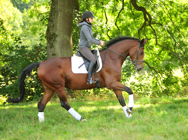 Schwalbenland - Trakehner Gestt Hmelschenburg - Beate Langels