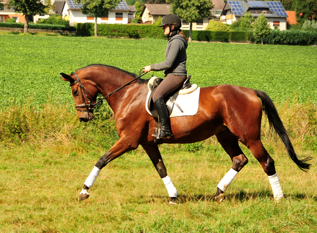 Schwalbenland - Trakehner Gestt Hmelschenburg - Beate Langels