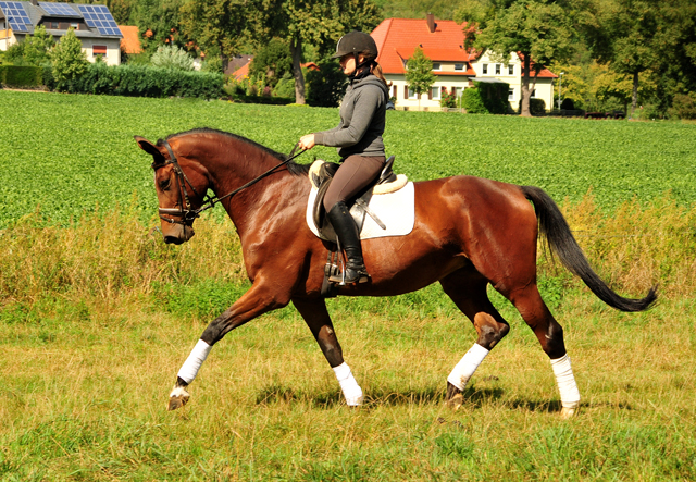 Schwalbenland - Trakehner Gestt Hmelschenburg - Beate Langels
