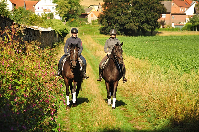 Oldenburger Stute von De Niro - Totilas  und Valentine von High Motion - Showmaster  Anfang September 2019
 - Trakehner Gestt Hmelschenburg - Beate Langels