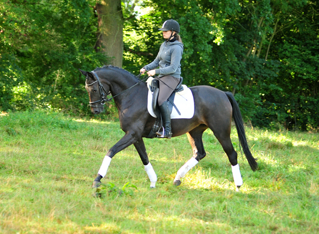 Oldenburger Stute von De Niro u.d. Schwalbendiva v. Totilas - Anfang September 2019
 - Trakehner Gestt Hmelschenburg - Beate Langels