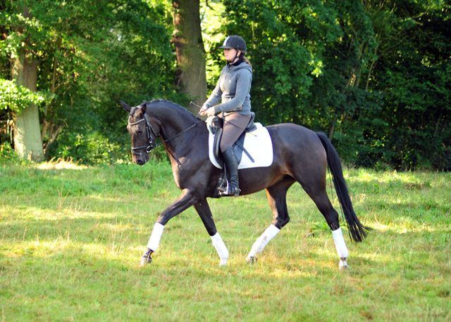 Oldenburger Stute von De Niro u.d. Schwalbendiva v. Totilas - Anfang September 2019
 - Trakehner Gestt Hmelschenburg - Beate Langels