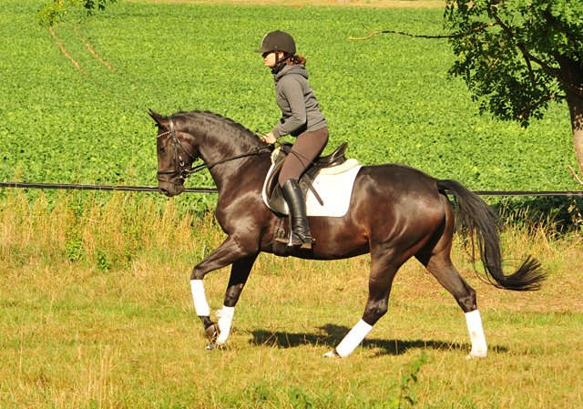 Oldenburger Stute von De Niro u.d. Schwalbendiva v. Totilas - Anfang September 2019
 - Trakehner Gestt Hmelschenburg - Beate Langels