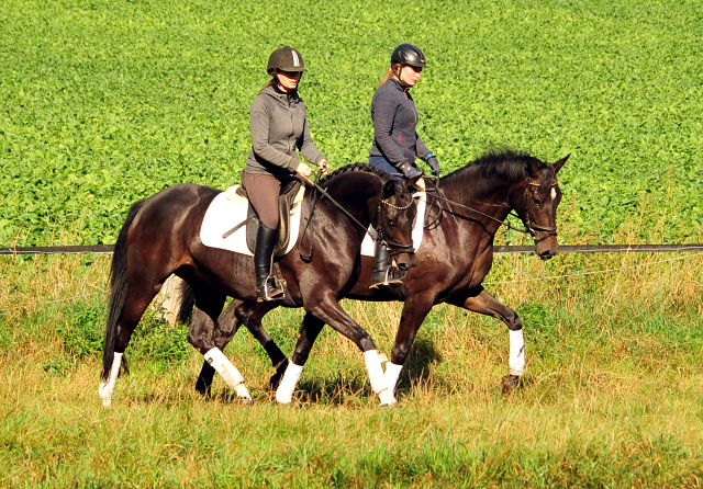 Oldenburger Stute von De Niro - Totilas  und Valentine von High Motion - Showmaster  Anfang September 2019
 - Trakehner Gestt Hmelschenburg - Beate Langels