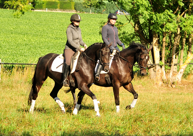 Oldenburger Stute von De Niro u.d. Schwalbendiva v. Totilas - Anfang September 2019
 - Trakehner Gestt Hmelschenburg - Beate Langels