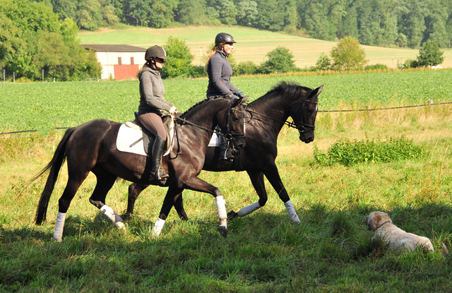 Oldenburger Stute von De Niro u.d. Schwalbendiva v. Totilas - Anfang September 2019
 - Trakehner Gestt Hmelschenburg - Beate Langels