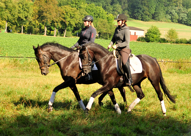 Oldenburger Stute von De Niro u.d. Schwalbendiva v. Totilas - Anfang September 2019
 - Trakehner Gestt Hmelschenburg - Beate Langels