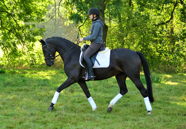 Oldenburger Stute von De Niro u.d. Schwalbendiva v. Totilas - Anfang September 2019
 - Trakehner Gestt Hmelschenburg - Beate Langels