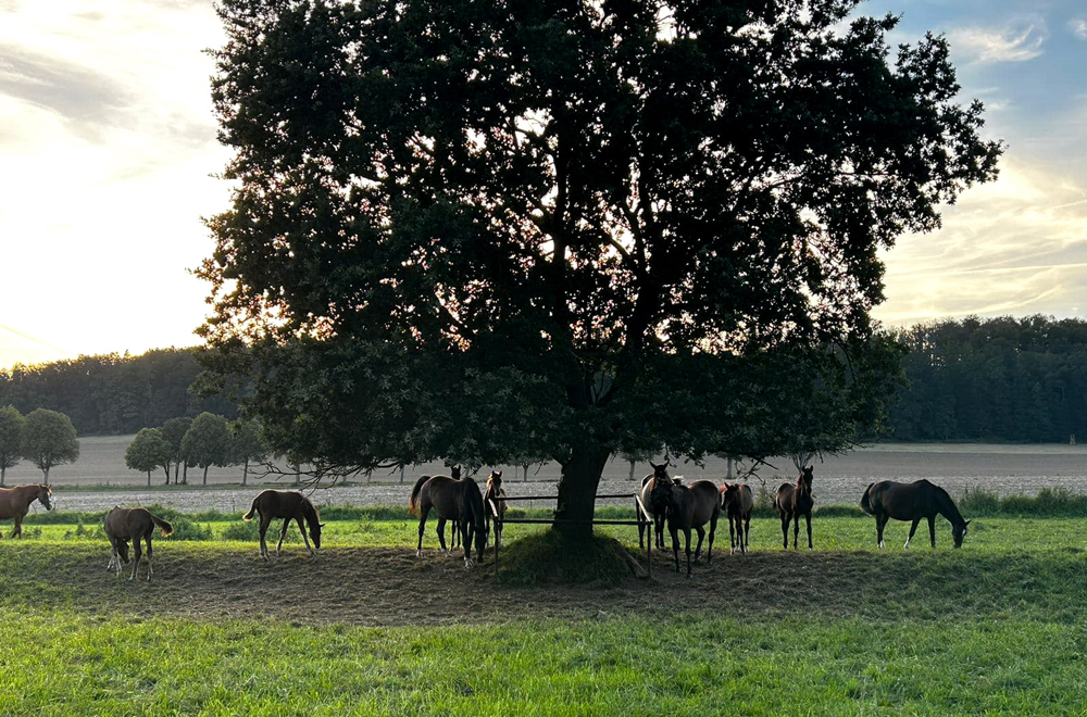 Stuten und Fohlen in Hmelschenburg - Foto: Beate Langels - Trakehner Gestt Hmelschenburg