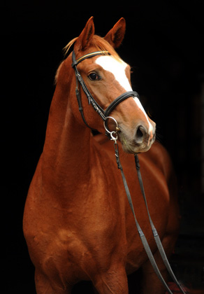 3jhriger Trakehner von Freudenfest u.d. Mainau v. Caanitz