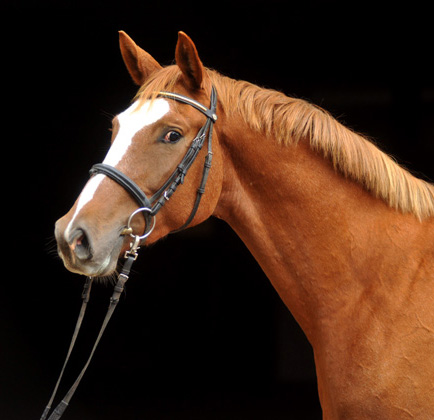 3jhriger Trakehner von Freudenfest u.d. Mainau v. Caanitz