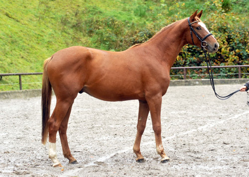 3jhriger Trakehner von Freudenfest u.d. Mainau v. Caanitz