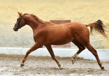 3jhriger Trakehner von Freudenfest u.d. Mainau v. Caanitz