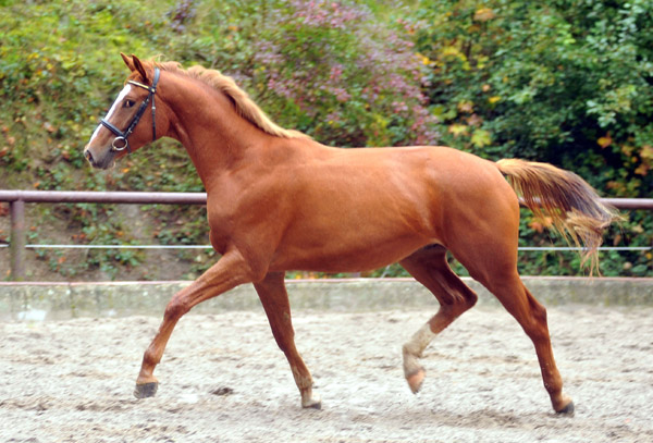 3jhriger Trakehner von Freudenfest u.d. Mainau v. Caanitz