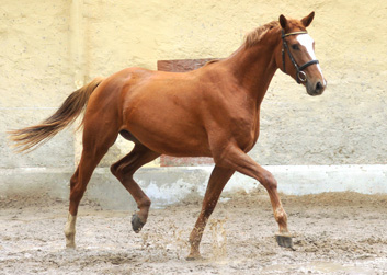 3jhriger Trakehner von Freudenfest u.d. Mainau v. Caanitz