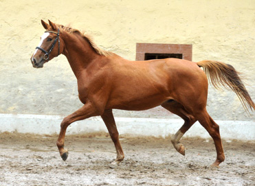 3jhriger Trakehner von Freudenfest u.d. Mainau v. Caanitz