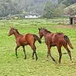  Trakehner Stutfohlen von Oliver Twist u.d. Teatime v. Summertime  - Foto: Familie Lampert