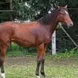  Trakehner Stutfohlen von Oliver Twist u.d. Teatime v. Summertime  - Foto: Familie Lampert