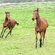  Trakehner Stutfohlen von Oliver Twist u.d. Teatime v. Summertime  - Foto: Familie Lampert