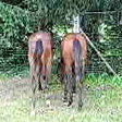  Trakehner Stutfohlen von Oliver Twist u.d. Teatime v. Summertime  - Foto: Familie Lampert