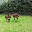  Trakehner Stutfohlen von Oliver Twist u.d. Teatime v. Summertime  - Foto: Familie Lampert
